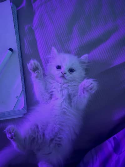 Persian kitten female