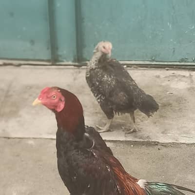 aseel cross egg laying hen