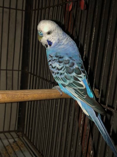 Budgie