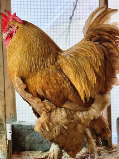 Heavy Golden Buff Pair for SALE