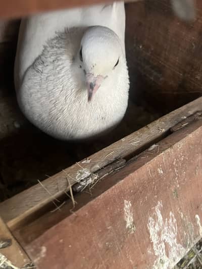 king pigeons