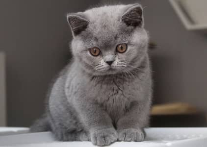 British Shorthair | Imported | Purebred