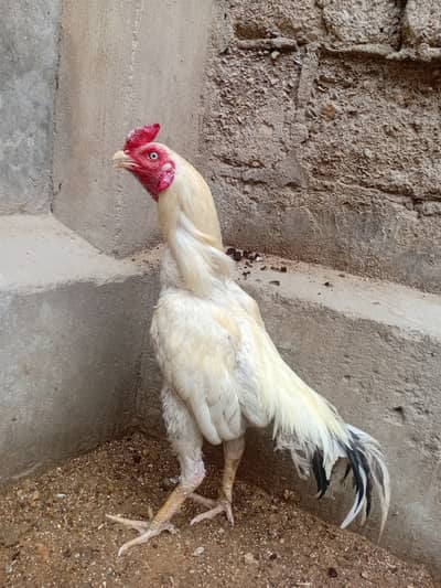 White aseel murgha