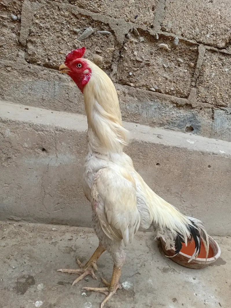 White aseel murgha — photo 2