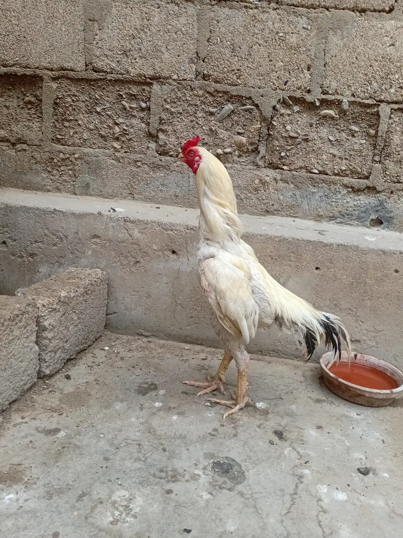 White aseel murgha — photo 3