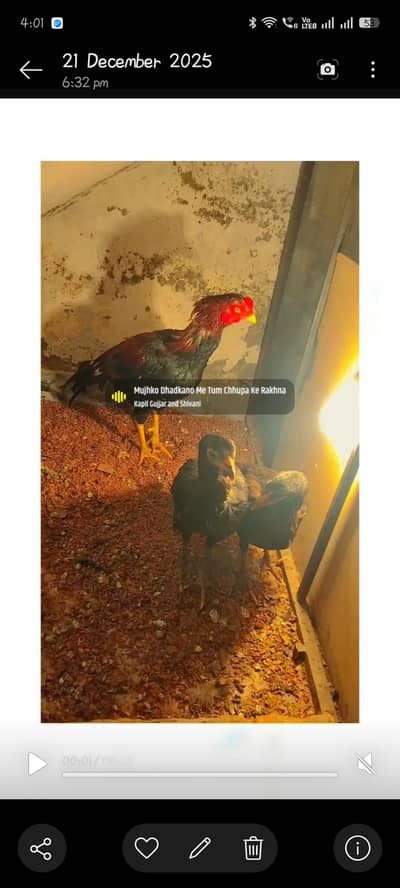 Strong and Active Rooster & Hen – For Sale 