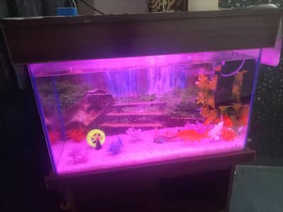fish frame with fish