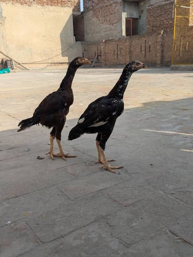 Pair of Young Aseel  Chicks - Healthy, Tall & Active- Strong bloodline