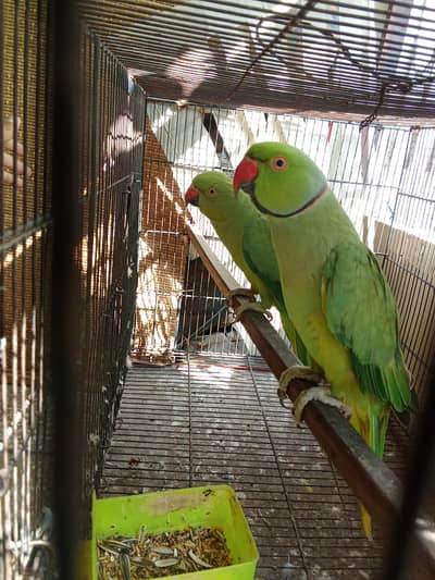 ringneck 100% breeder pair for sale