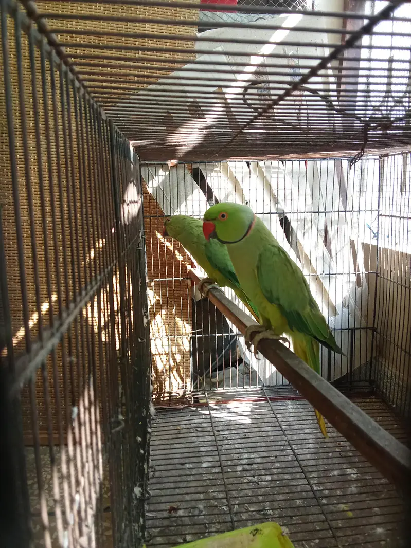 ringneck 100% breeder pair for sale — photo 2