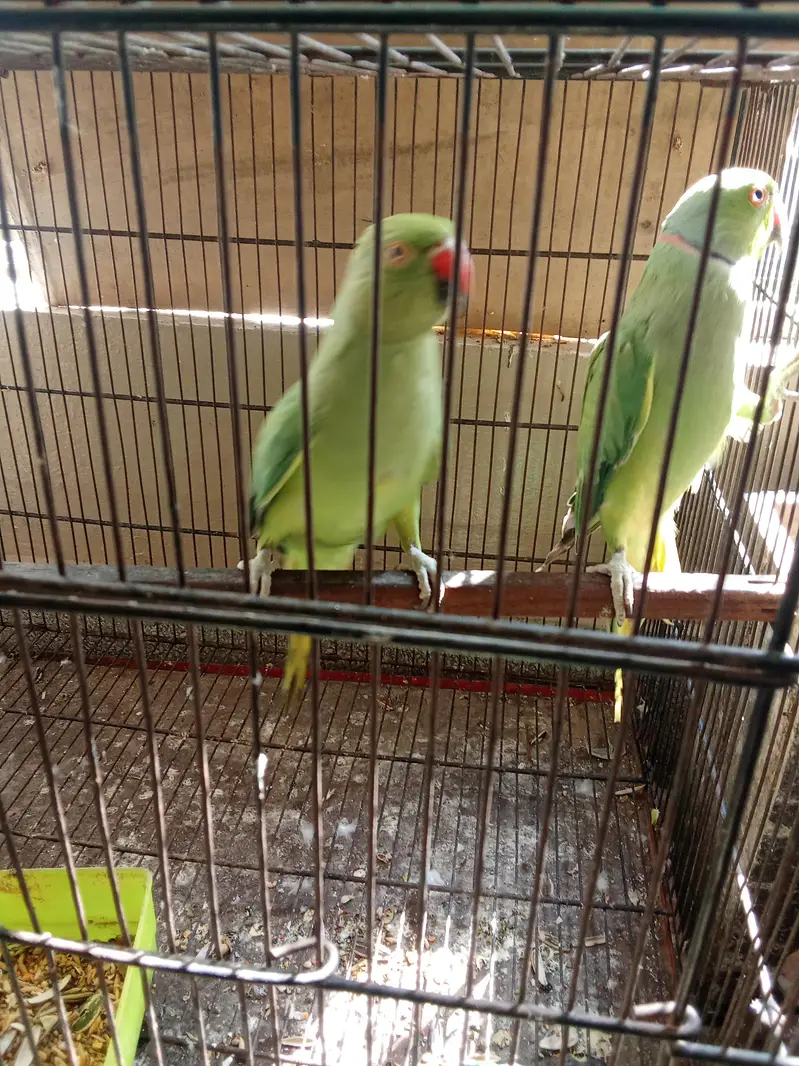 ringneck 100% breeder pair for sale — photo 3