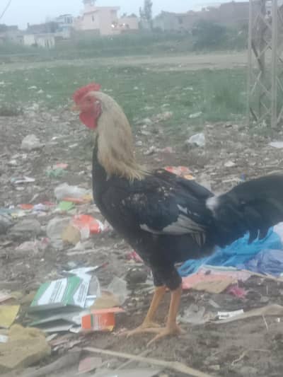 Desi Ghar k Murgy