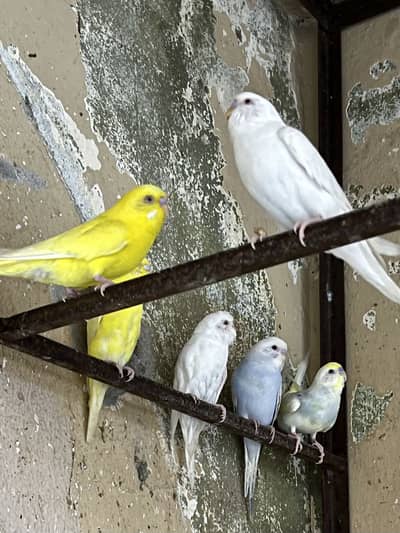 Red Eyes Australian parrot for sale