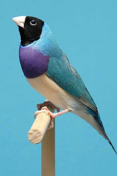 Blue Gouldion finches