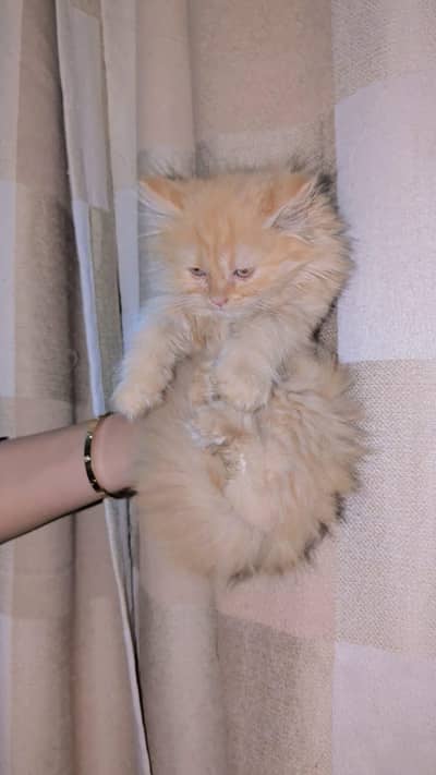 Persian cat breed home