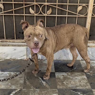 pitbull for only serious buyer contact