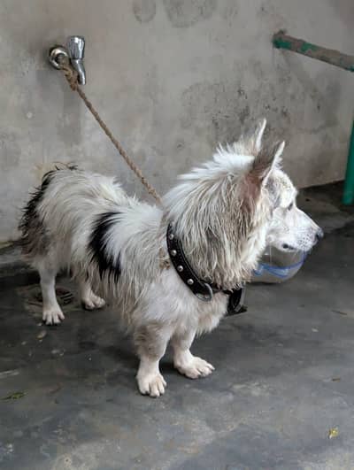 Female Dog available ha