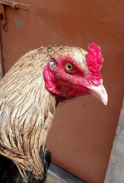 Aseel Jawa Murga High Quality Breed