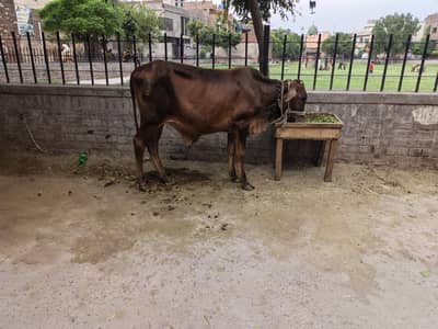 male bachra cross