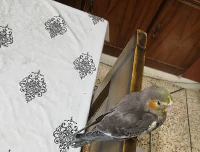 Hand-Tame & Indoor Fly-Tame Cockatiels /exchange possible.