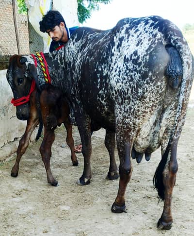 cow/گاۓ