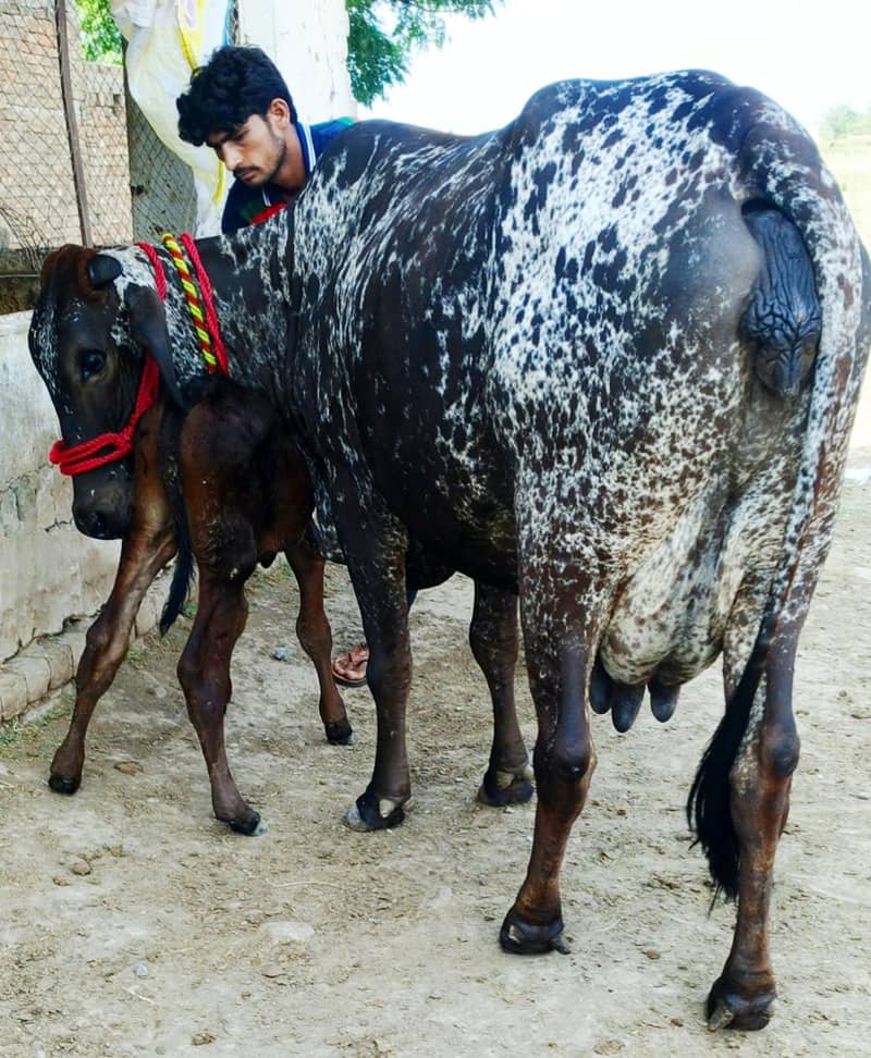 cow/گاۓ 0