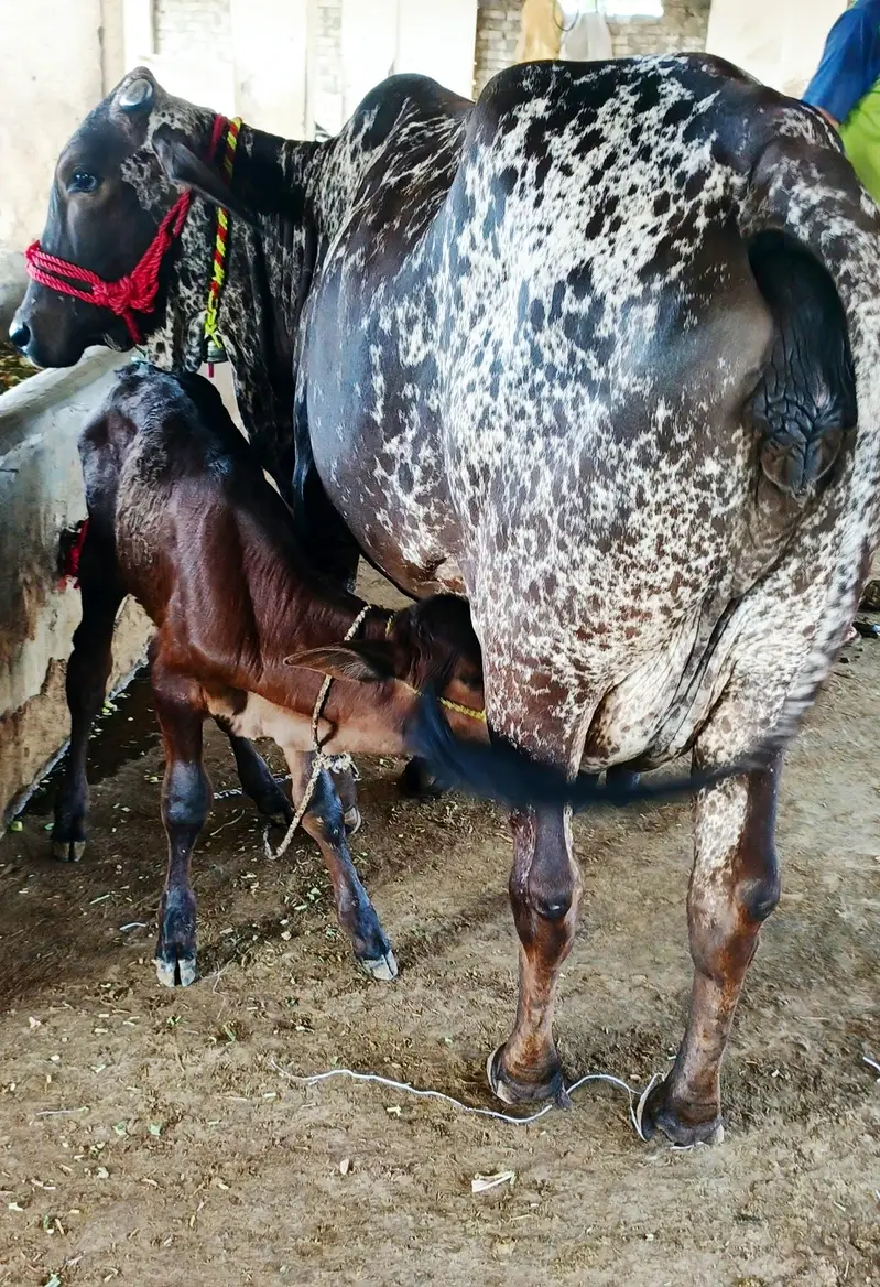 cow/گاۓ — photo 2