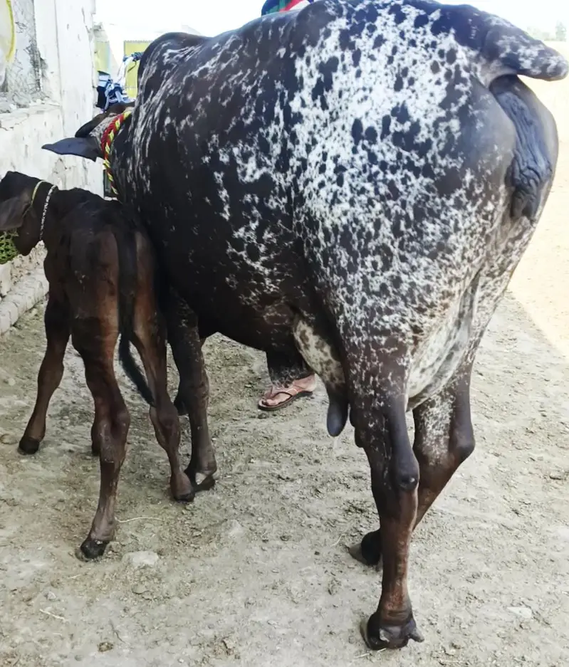 cow/گاۓ — photo 3