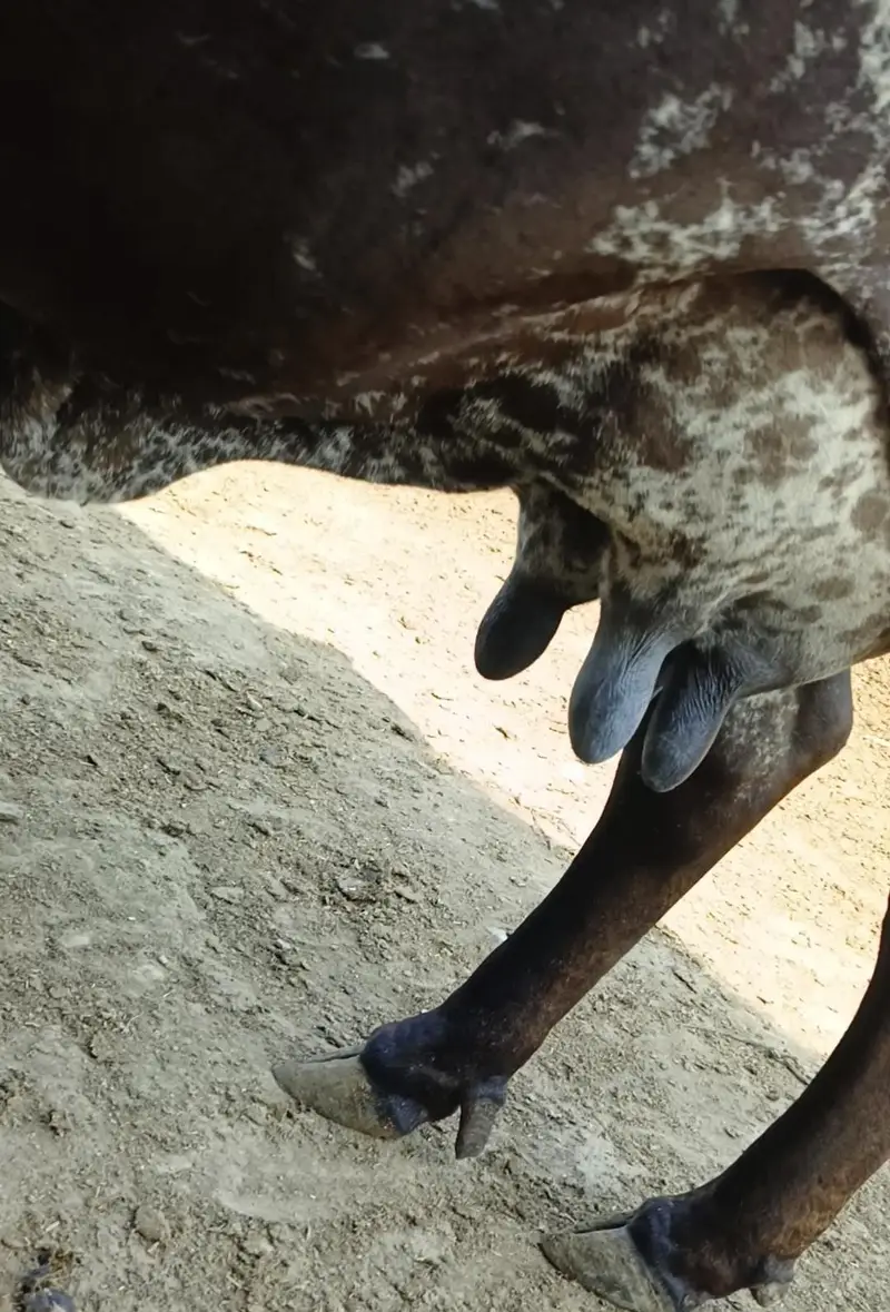 cow/گاۓ — photo 4