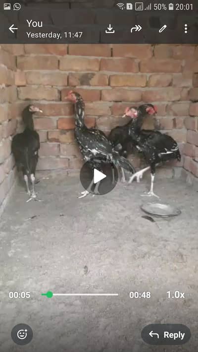 2 Male and 1 female 5 chickes