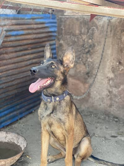 German Shepherd DDR