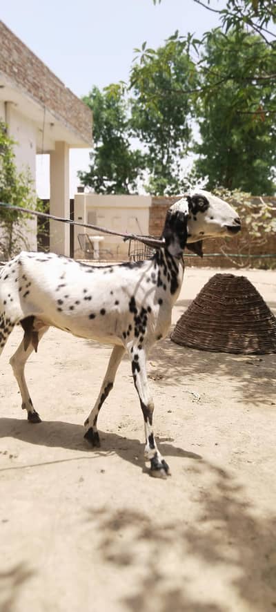 1 bakri 1 bachi path 6 mahina ki
