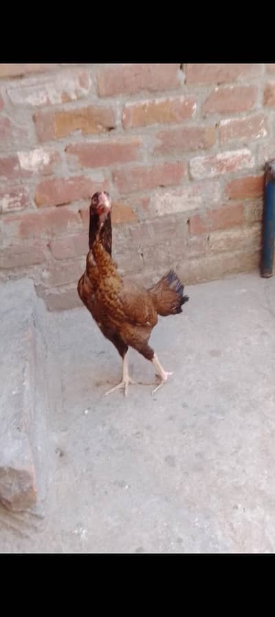 Aseel murgi (03294026543)