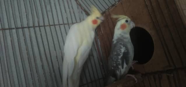 breeder pair for sale
