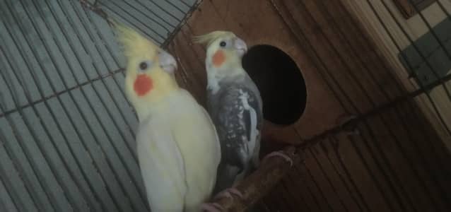 breeder pair for sale