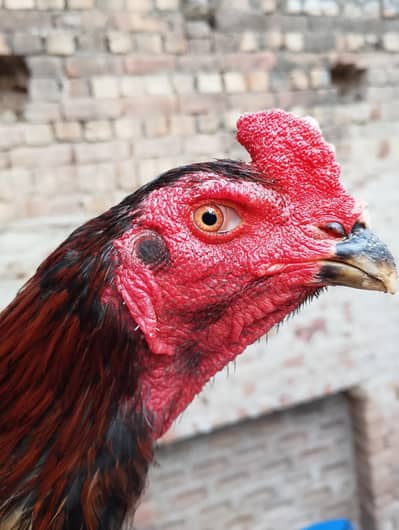 Pure Thai Gamer Bird