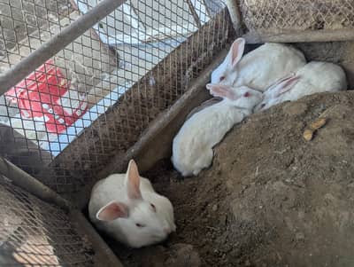 cute rabbits