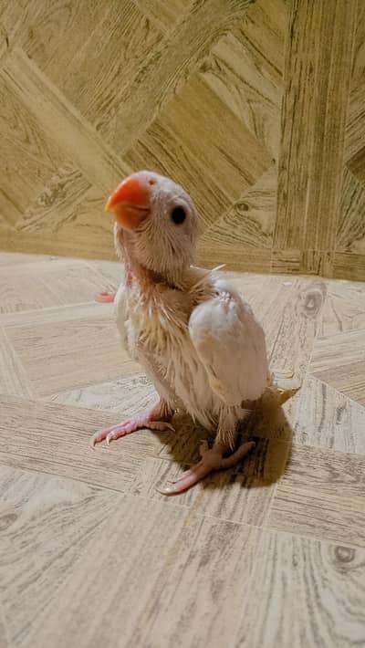 Parrot Chick
