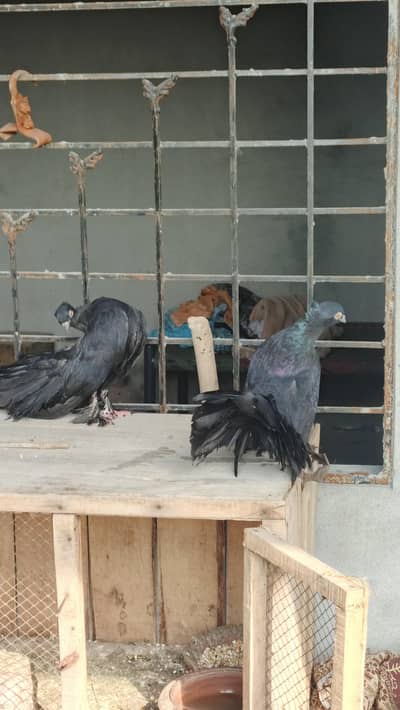 Black lucka breeder pair available hy