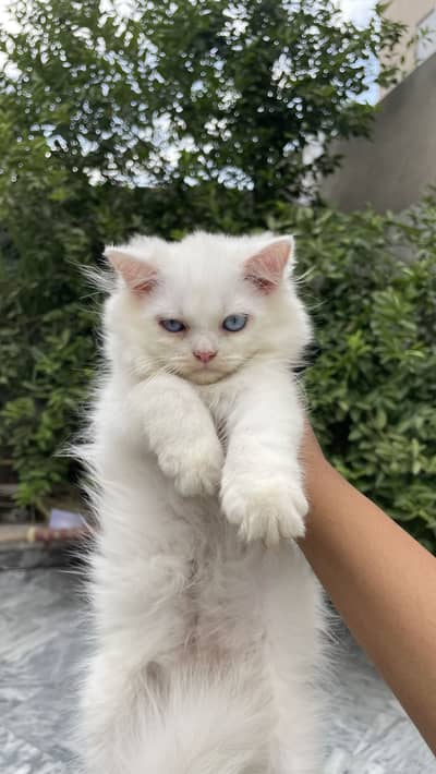 Persian male kitten triple coated