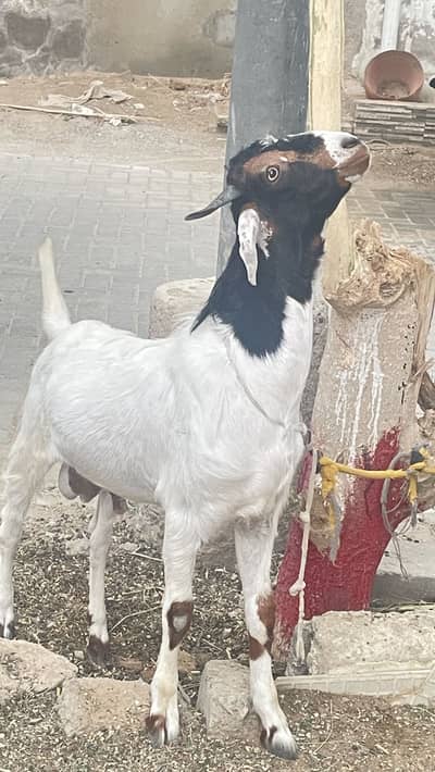 Backra for sell urgent