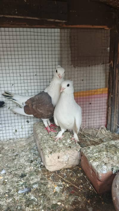 sentient breeder pair for sale hy