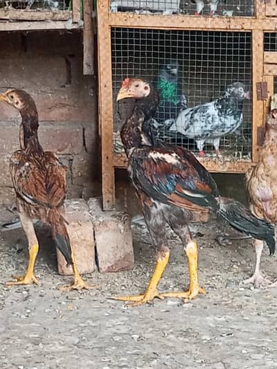 chicks of Aseel  for sale