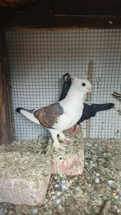 Sentinent pigeon breeder pair hy