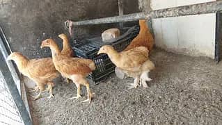heavy buff chicks