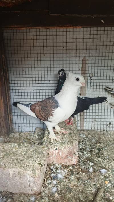 Sentinen breeder pair available hy