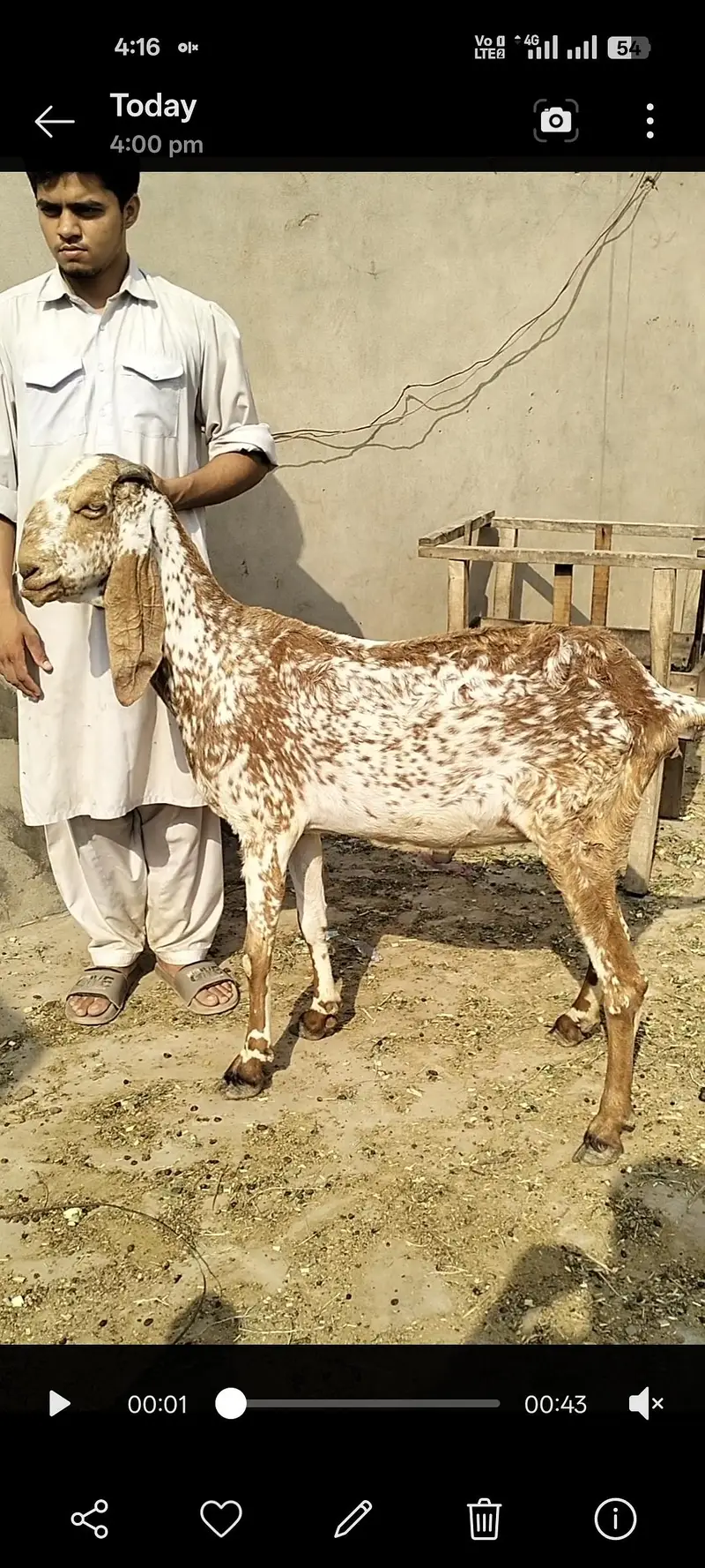 pure makki chini bakri