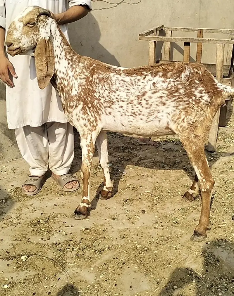 pure makki chini bakri — photo 2