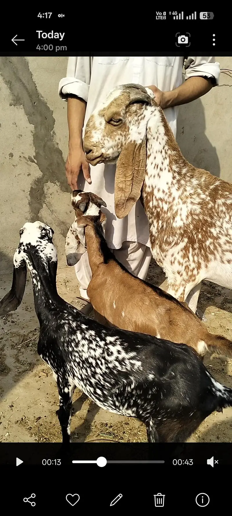 pure makki chini bakri — photo 3