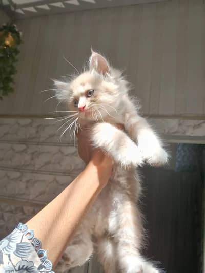 Male persian kitten|for sale triple coated urgently